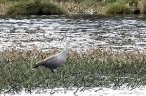 oie sur l'étang de St Connan Février 2024