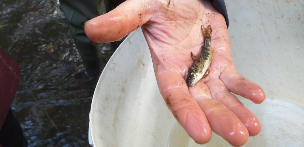 Indices d'abondance saumon du Trieux 2025. Petit saumon deviendra grand.