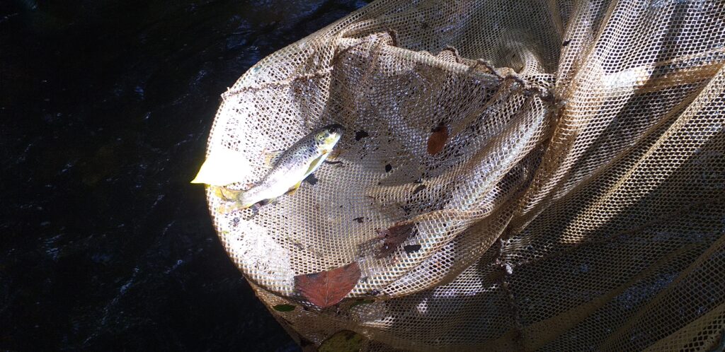 Indices d'abondance saumon du Trieux 2025. Petite truitelle