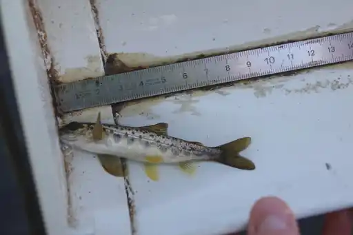 Indices d'abondance saumon du Trieux 2025. Petit saumon deviendra grand.