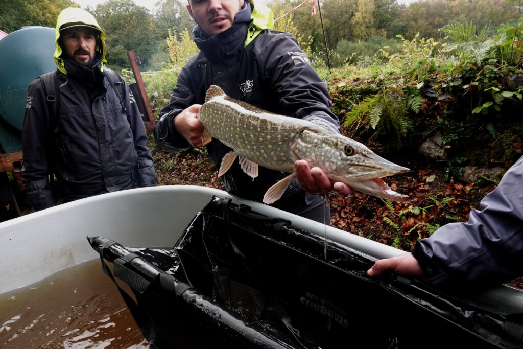 étang de la Martyre brochet 23 10 25