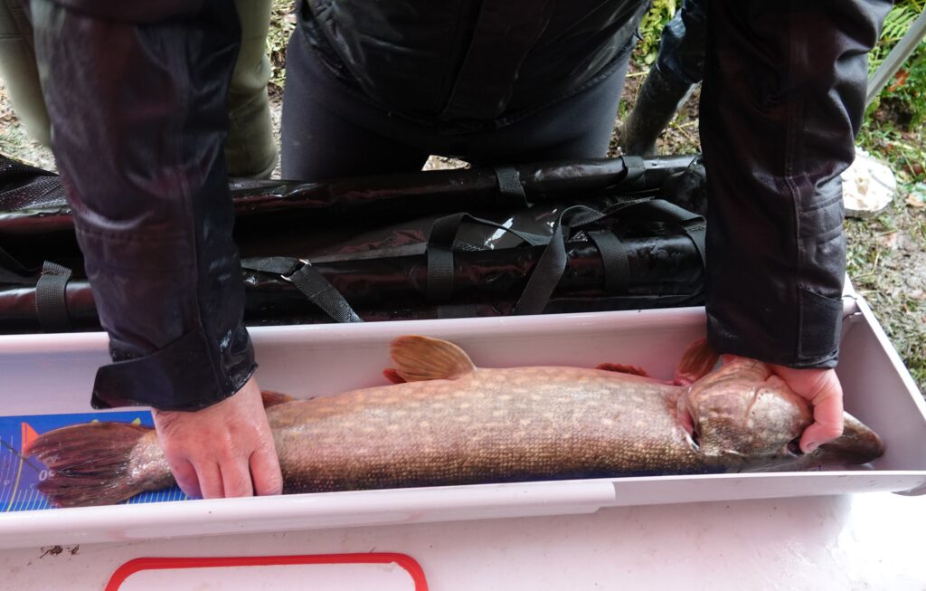 étang de la Martyre brochet 23 10 25