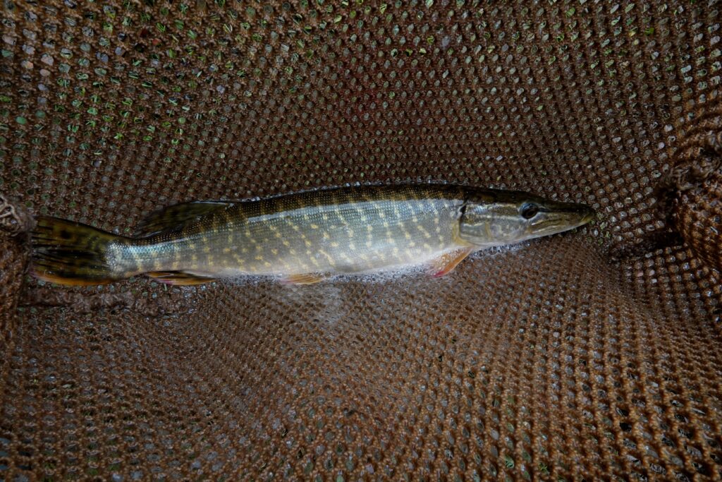 étang de la Martyre petit brochet 23 10 25