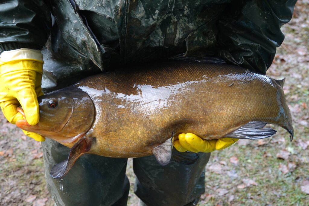 étang de la Martyre grosse tanche 23 10 25