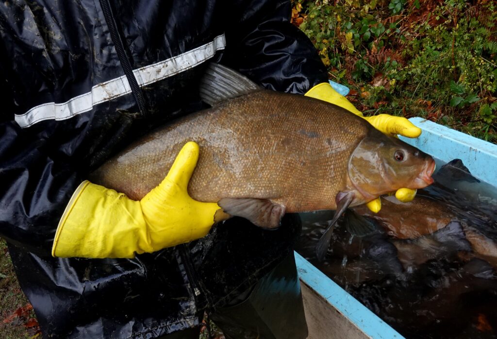étang de la Martyre grosse tanche 23 10 25