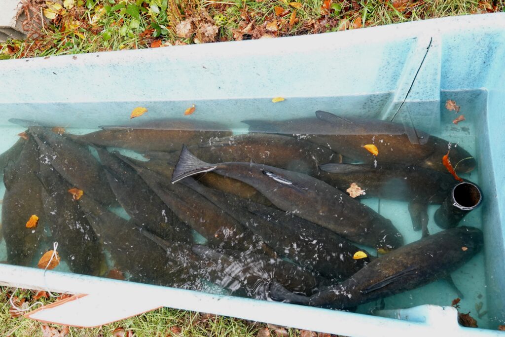 étang de la Martyre grosses tanches 23 10 25