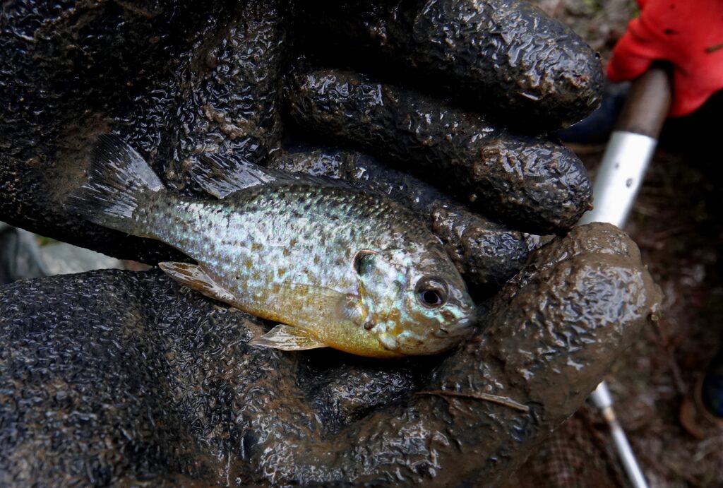 étang de la Martyre perche soleil 23 10 25