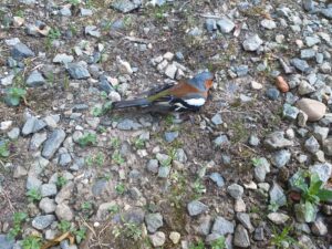 pinson des bords du Trieux