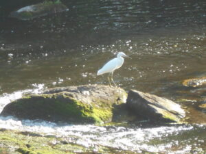 Aigrette garzette des bords du Trieux