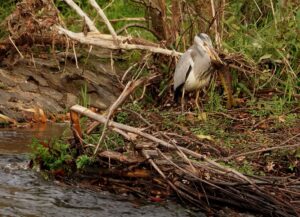 Héron du Trieux 15 11 25