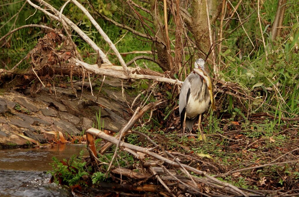 Héron du Trieux 15 11 25