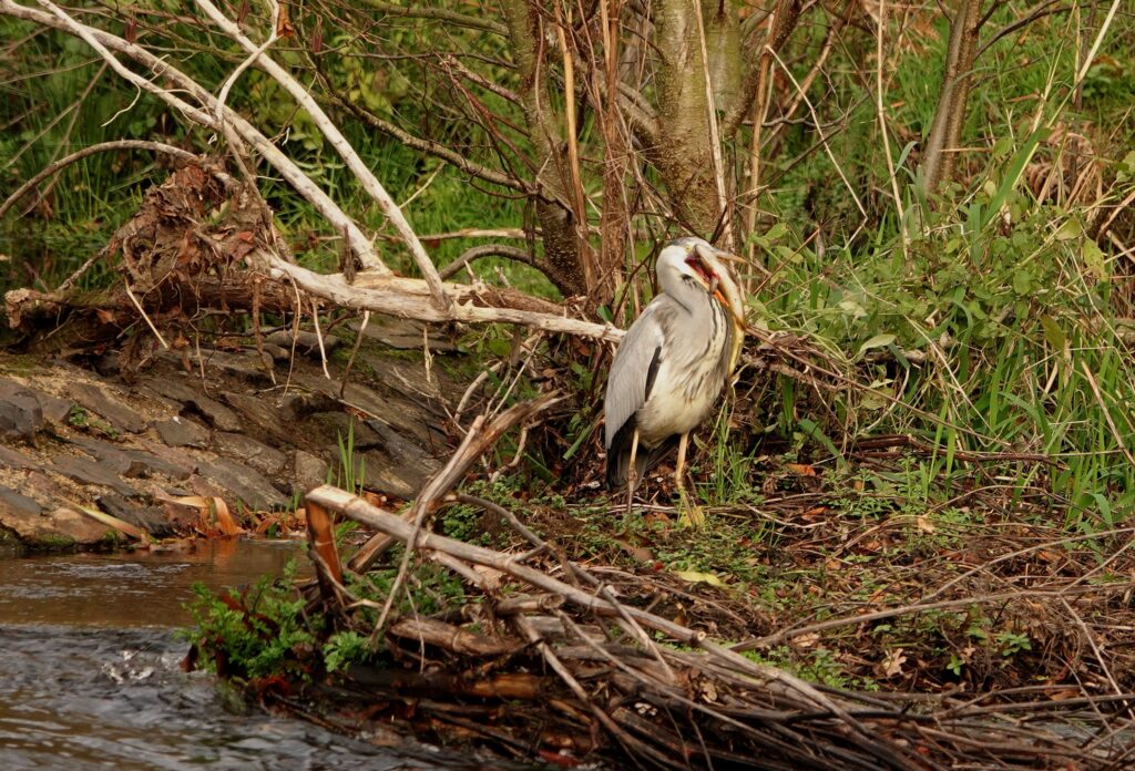 Héron du Trieux 15 11 25