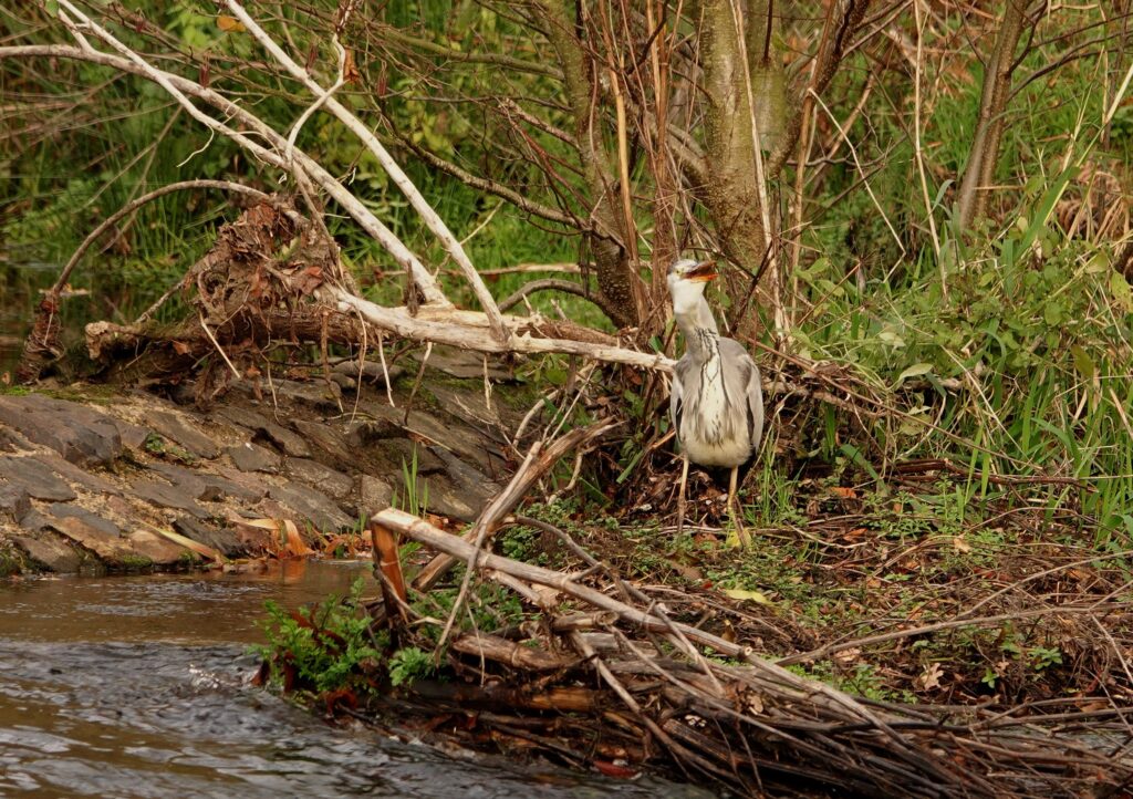 Héron du Trieux 15 11 25