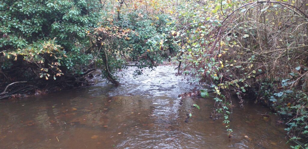 bois de la roche 18 11 25 secteur à restaurer