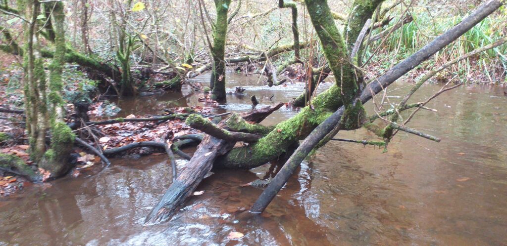 bois de la roche 18 11 25 embâcle avant traitement