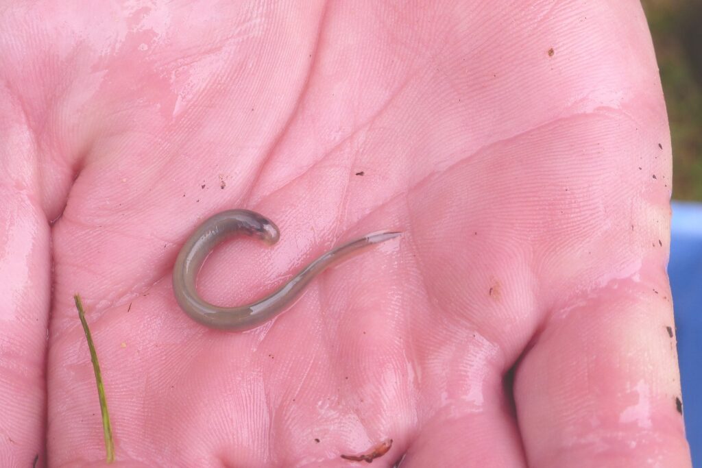 lamproie de planer du Trieux