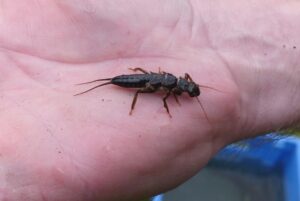 larve de plécoptère (sedge)