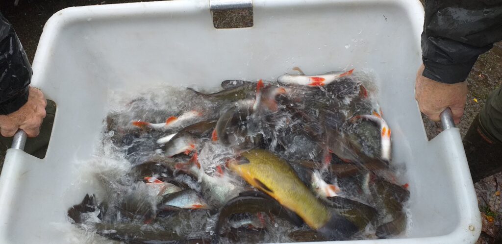 Empoissonnement perche & tanche à St Connan 09 12 2025