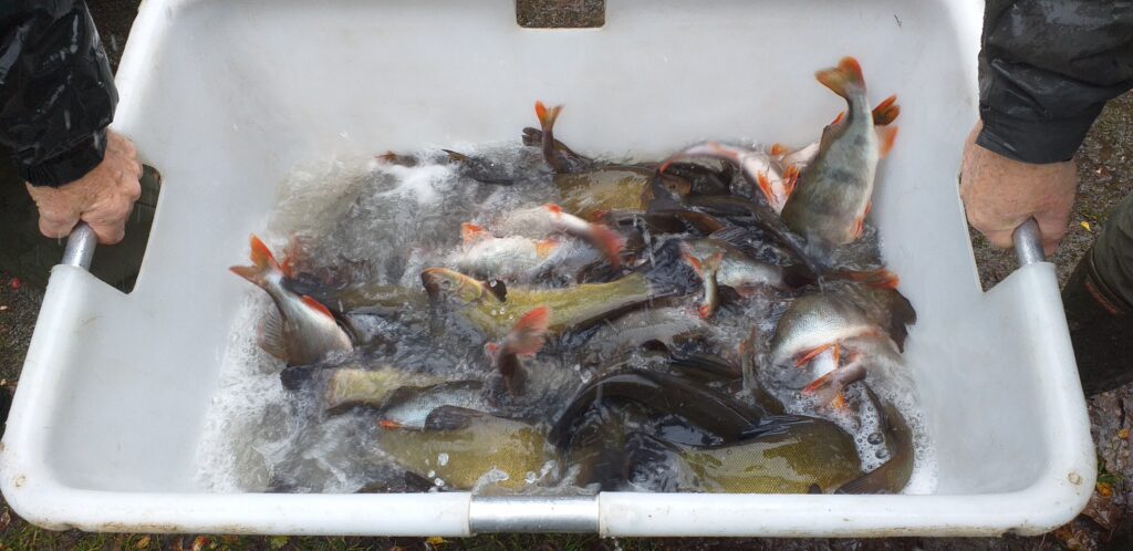 Empoissonnement perche & tanche à St Connan 09 12 2025