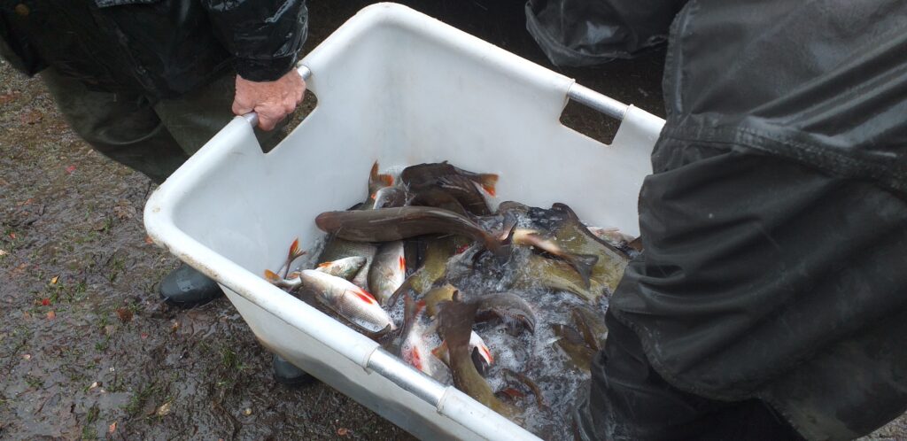 Empoissonnement perche & tanche à St Connan 09 12 2025