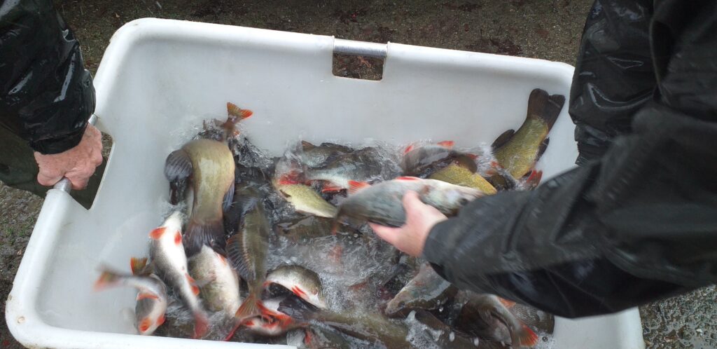 Empoissonnement perche & tanche à St Connan 09 12 2025