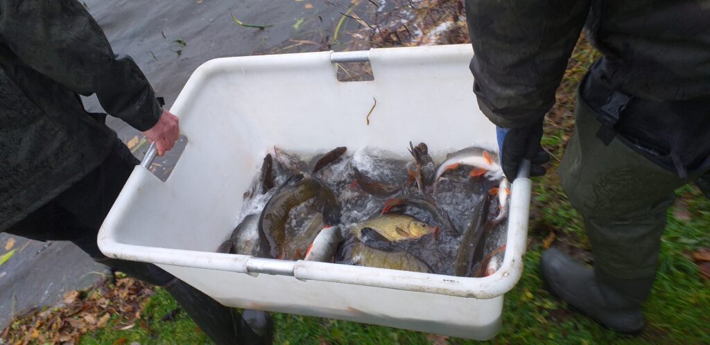 Empoissonnement perche & tanche à St Connan 09 12 2025