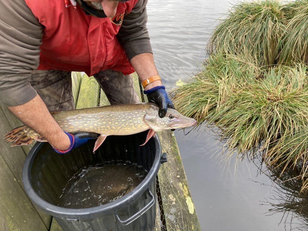 Empoissonnement brochet à St Connan 21 01 2022