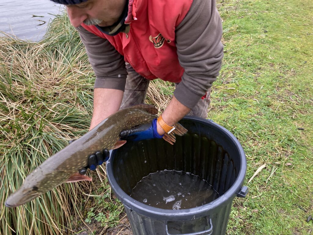 Empoissonnement brochet à St Connan 21 01 2022