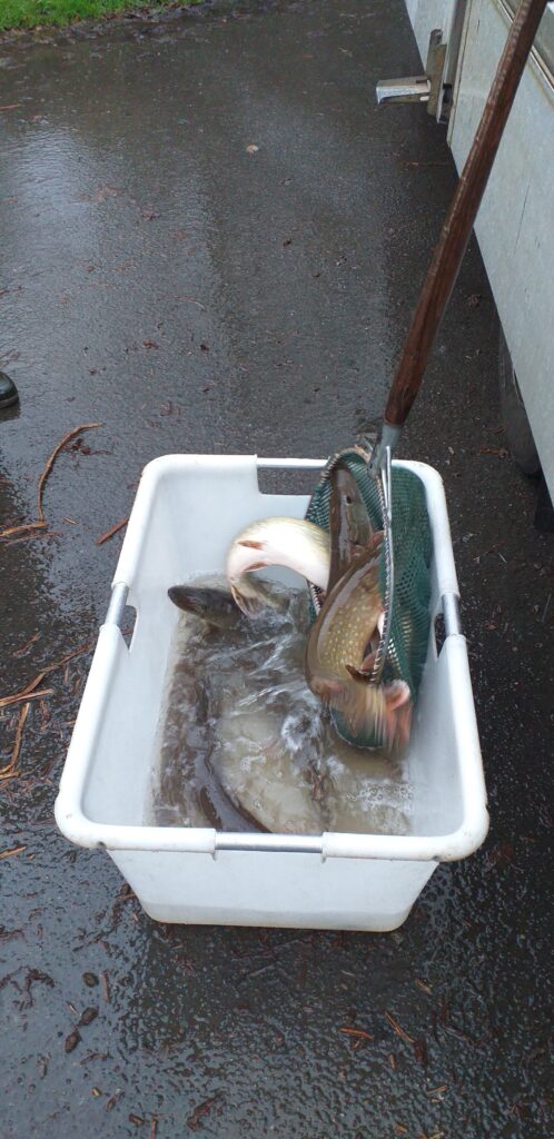 Empoissonnement brochet à St Connan 05 12 2024