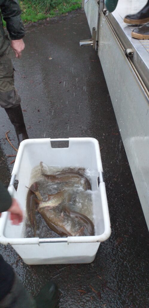 Empoissonnement brochet à St Connan 05 12 2024