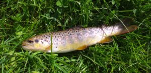 14 03 2026 ouverture de la truite