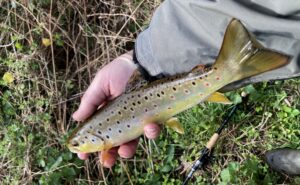 Belle truite fario du Trieux 28 03 26