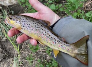 Belle truite fario du Trieux 28 03 26