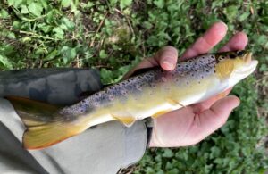 Belle truite fario du Trieux 28 03 26