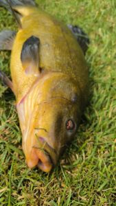 Belle tanche de l'étang des Forges