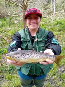 Truite fario du Trieux 33 cm