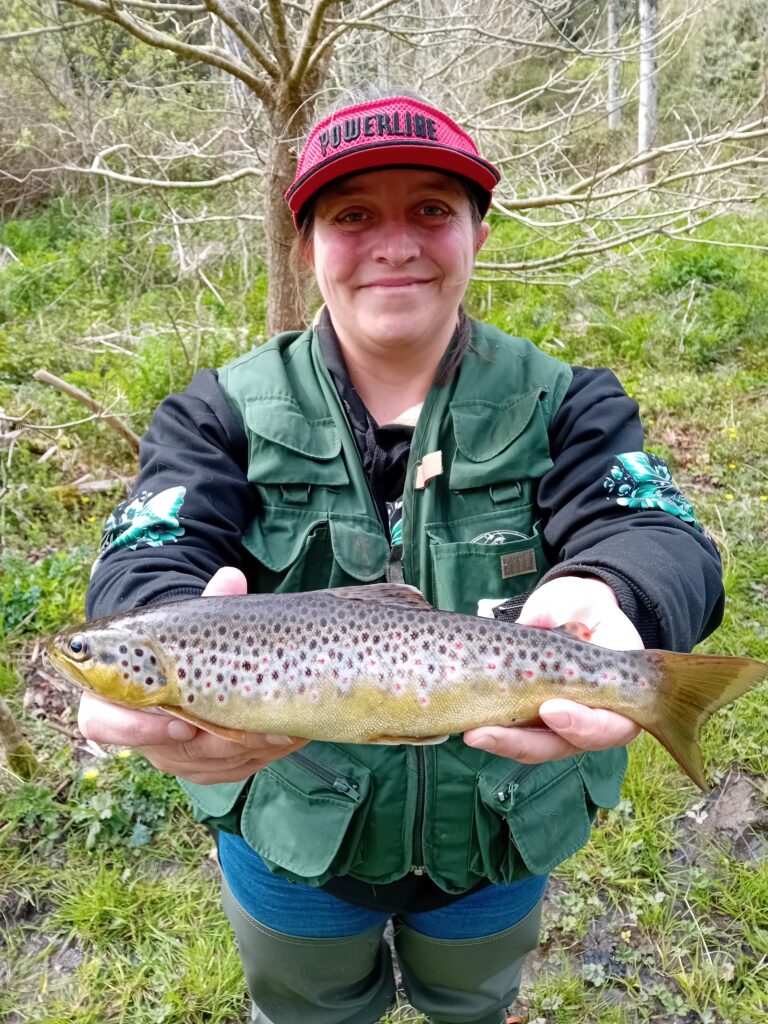 Truite fario du Trieux 33 cm