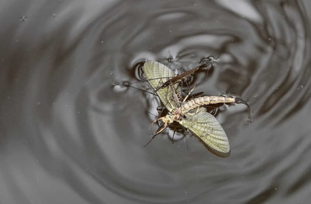 Gerridae ou araignée d'eau
