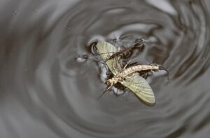Gerridae ou araignée d'eau