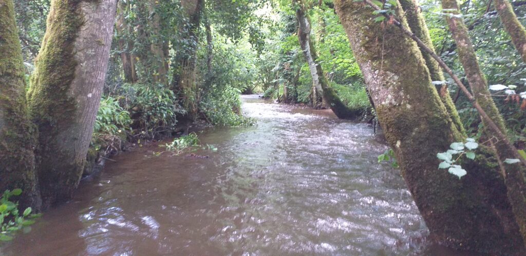 bois de la roche 02 06 26 belle rivière
