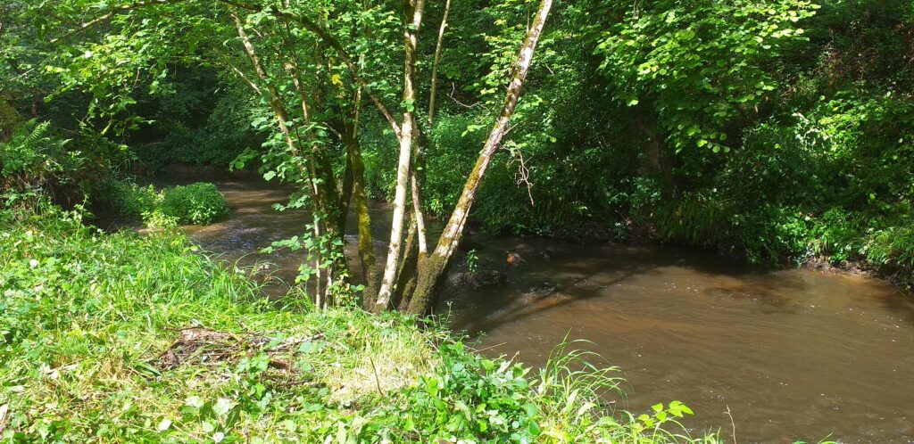 bois de la roche 02 06 26 belle rivière