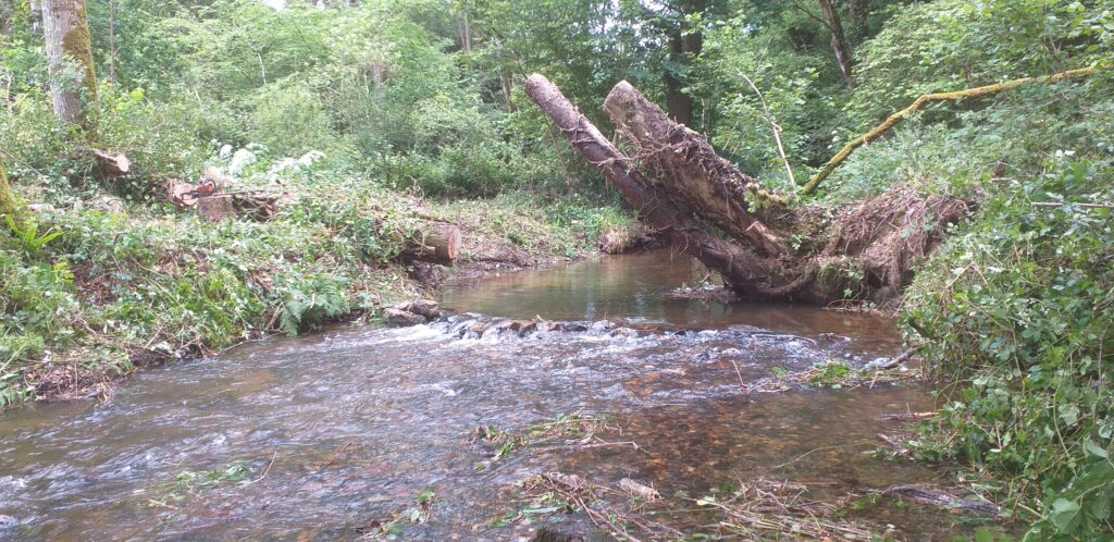 bois de la roche 09 06 2026 vu aval de l'embâcle.