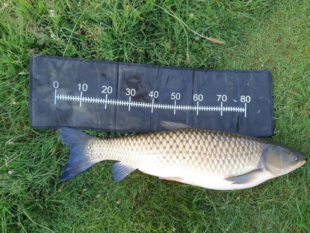 carpe amour 1,02 m 12 kg prise à l'étang des Forges par Serge