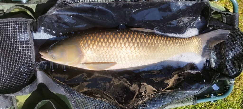 carpe amour 62 cm 10kg prise par Gilles