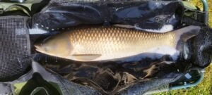 carpe amour 62 cm 10kg prise par Gilles