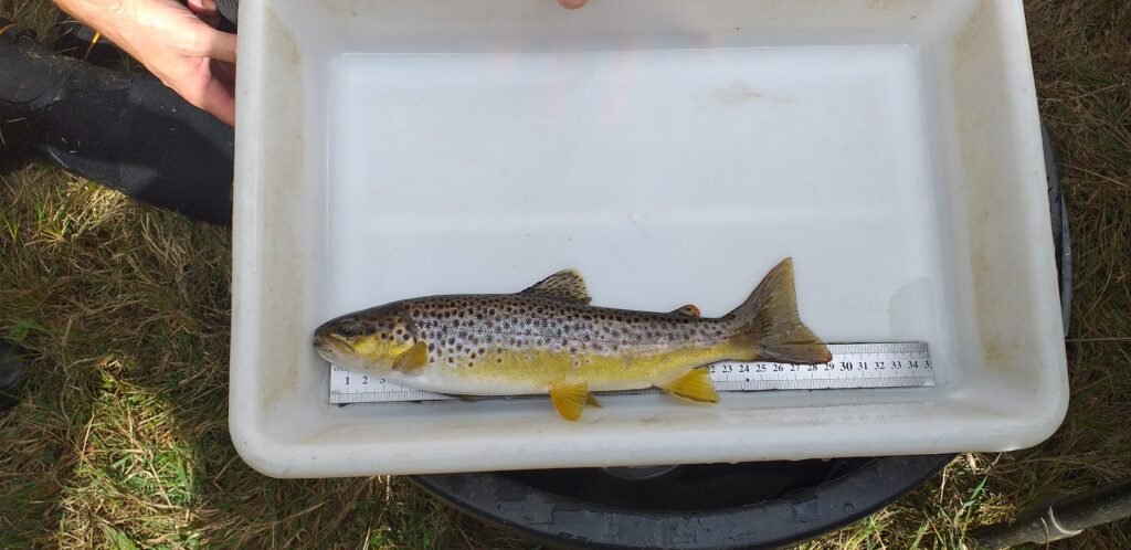 Inventaire piscicole sur le Trieux à Kerlidiguez le 09 09 2026. Belle fario de 30 cm