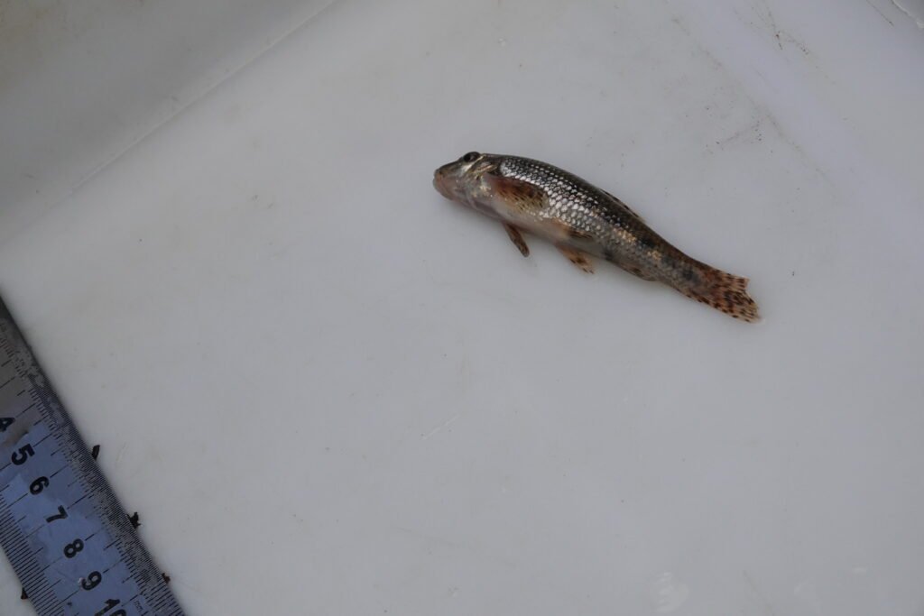 Inventaire piscicole sur le Trieux à Kerlidiguez le 09 09 2026. Goujon