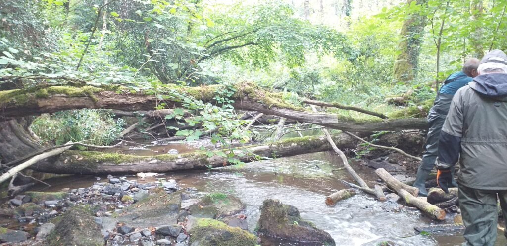 bois de la roche 15 09 2026 embâcle avant traitement.