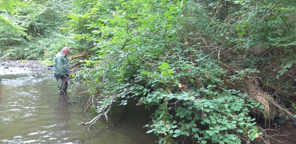 bois de la roche 15 09 2026 végétation invasive couvrant la moitié du ruisseau avant traitement