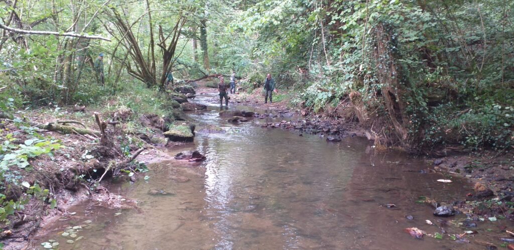 bois de la roche 15 09 2026 le ruisseau retrouve sa clarté et la continuité écologique.